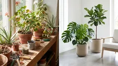 Nämä 7 kasvia tuovat huomaamatta vanhanaikaista tunnelmaa asuntoon